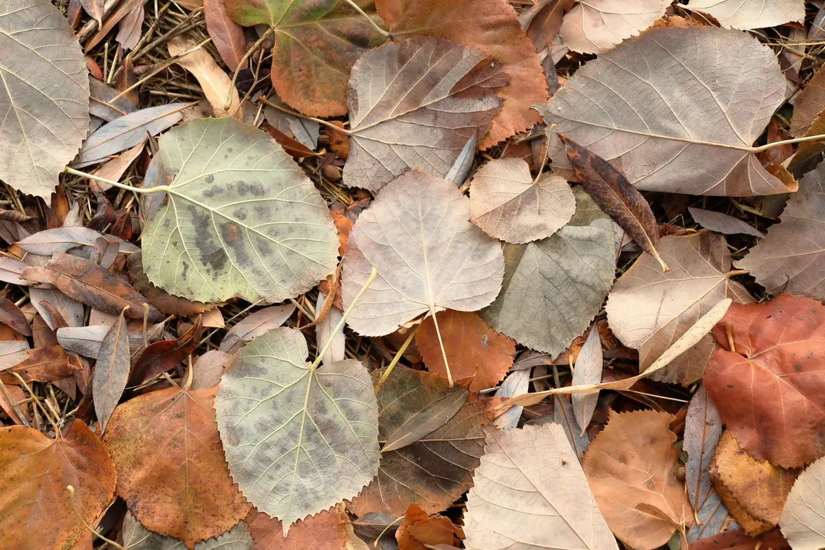 A Seasonal Guide to Autumn Pipe Blends for British Smokers