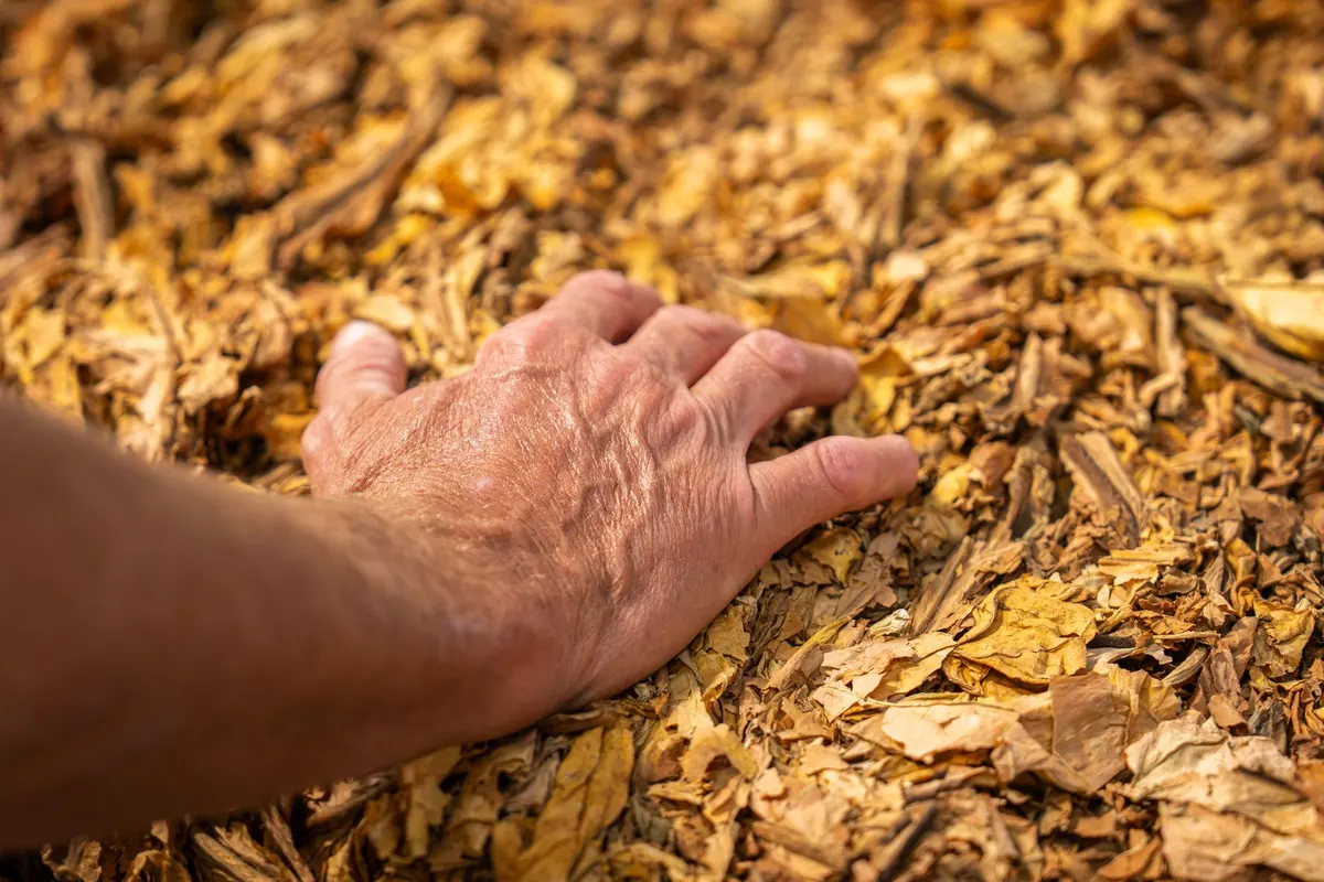 Virginia, Burley and Latakia: A Beginner's Guide to Pipe Tobacco Families